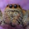 Fara's Avatar