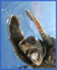 Sk�ldpadda's Avatar