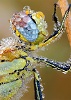 danucleus's Avatar