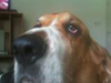 Wonk's Avatar