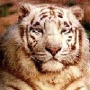 White Tyger's Avatar