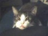 Dax's Avatar